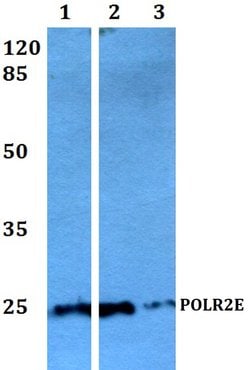 Invitrogen POLR2E Polyclonal Antibody 100 &mu;L; Unconjugated:Antibodies,