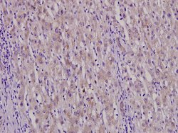 Invitrogen SERPINA5 Polyclonal Antibody 100 &mu;L; Unconjugated:Antibodies,