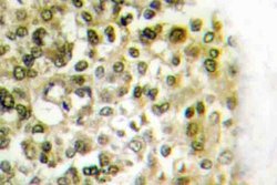 Invitrogen Histone H2B Polyclonal Antibody 100 &mu;L | Buy Online | Invitrogen&trade; | Fisher Scientific