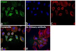Invitrogen ITGA3 Polyclonal Antibody 100 μL; Unconjugated:Antibodies,
