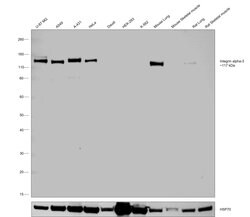 Invitrogen ITGA3 Polyclonal Antibody 100 μL; Unconjugated:Antibodies,