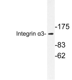 Invitrogen ITGA3 Polyclonal Antibody 100 μL; Unconjugated:Antibodies,