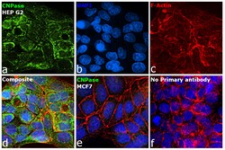 Invitrogen CNPase Polyclonal Antibody 100 &mu;L; Unconjugated:Antibodies,