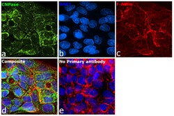 Invitrogen CNPase Polyclonal Antibody 100 &mu;L; Unconjugated:Antibodies,