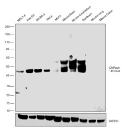 Invitrogen CNPase Polyclonal Antibody 100 &mu;L; Unconjugated:Antibodies,