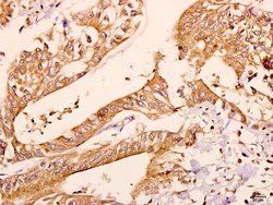 Invitrogen CNPase Polyclonal Antibody 100 &mu;L; Unconjugated:Antibodies,