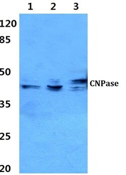 Invitrogen CNPase Polyclonal Antibody 100 &mu;L; Unconjugated:Antibodies,