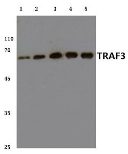 Invitrogen TRAF3 Polyclonal Antibody 100 &mu;L | Buy Online | Invitrogen&trade; | Fisher Scientific