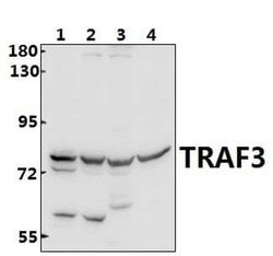 Invitrogen TRAF3 Polyclonal Antibody 100 &mu;L | Buy Online | Invitrogen&trade; | Fisher Scientific