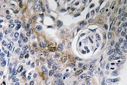 Invitrogen CD63 Polyclonal Antibody 100 &mu;L; Unconjugated:Antibodies,