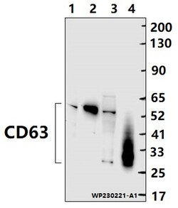 Invitrogen CD63 Polyclonal Antibody 100 &mu;L; Unconjugated:Antibodies,