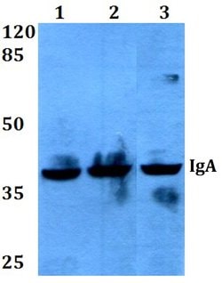 Invitrogen IGHA1 Polyclonal Antibody 100 μL; Unconjugated:Antibodies,