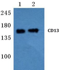 Invitrogen CD13 Polyclonal Antibody 100 &mu;L; Unconjugated:Antibodies,