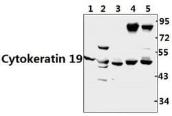 Invitrogen Cytokeratin 19 Polyclonal Antibody 100 &mu;L; Unconjugated:Antibodies,