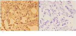 Invitrogen Annexin A2 Polyclonal Antibody 100 &mu;L; Unconjugated:Antibodies,