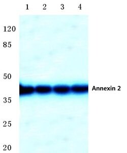 Invitrogen Annexin A2 Polyclonal Antibody 100 &mu;L; Unconjugated:Antibodies,