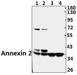 Invitrogen Annexin A2 Polyclonal Antibody 100 &mu;L; Unconjugated:Antibodies,