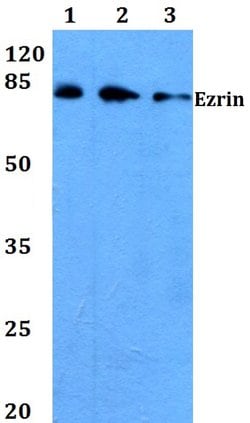 Invitrogen Ezrin Polyclonal Antibody 100 &mu;L; Unconjugated:Antibodies,