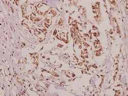 Invitrogen VASP Polyclonal Antibody 100 &mu;L; Unconjugated:Antibodies,