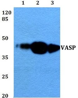 Invitrogen VASP Polyclonal Antibody 100 &mu;L; Unconjugated:Antibodies,