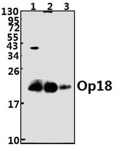 Invitrogen Stathmin 1 Polyclonal Antibody 100 &mu;L; Unconjugated:Antibodies,