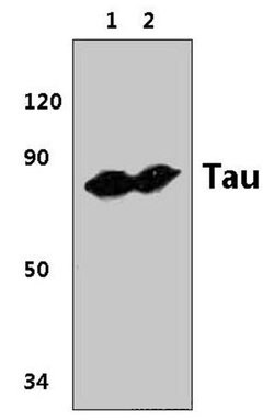 Invitrogen Tau Polyclonal Antibody 100 &mu;L; Unconjugated:Antibodies,