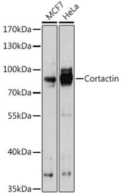 Invitrogen Cortactin Polyclonal Antibody 100 &mu;L; Unconjugated:Antibodies,