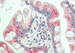 Invitrogen DAB1 Polyclonal Antibody 100 &mu;L; Unconjugated:Antibodies,