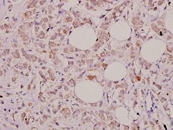 Invitrogen IL-32 Polyclonal Antibody 100 &mu;L; Unconjugated:Antibodies,
