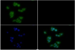 Invitrogen PI3K p85 alpha Polyclonal Antibody 100 &mu;L; Unconjugated:Antibodies,