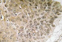 Invitrogen PI3K p85 alpha Polyclonal Antibody 100 &mu;L; Unconjugated:Antibodies,
