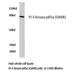 Invitrogen PI3K p85 alpha Polyclonal Antibody 100 &mu;L; Unconjugated:Antibodies,