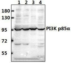 Invitrogen PI3K p85 alpha Polyclonal Antibody 100 &mu;L; Unconjugated:Antibodies,