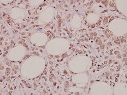 Invitrogen PGC Polyclonal Antibody 100 &mu;L; Unconjugated:Antibodies,