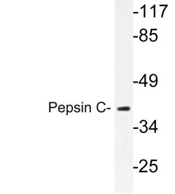 Invitrogen PGC Polyclonal Antibody 100 &mu;L; Unconjugated:Antibodies,
