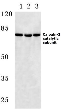 Invitrogen Calpain 2 Polyclonal Antibody 100 &mu;L | Buy Online | Invitrogen&trade; | Fisher Scientific