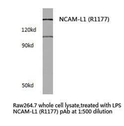 Invitrogen CD171 Polyclonal Antibody 100 &mu;L; Unconjugated:Antibodies,