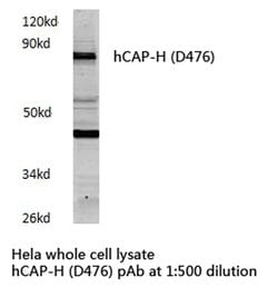 Invitrogen NCAPH Polyclonal Antibody 100 &mu;L; Unconjugated:Antibodies,