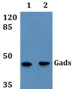 Invitrogen GRAP2 Polyclonal Antibody 100 &mu;L | Buy Online | Invitrogen&trade; | Fisher Scientific