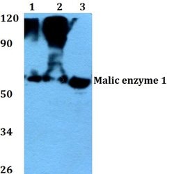 Invitrogen ME1 Polyclonal Antibody 100 &mu;L; Unconjugated:Antibodies,