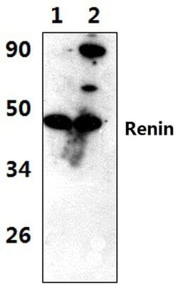 Invitrogen Renin Polyclonal Antibody 100 &mu;L; Unconjugated:Antibodies,
