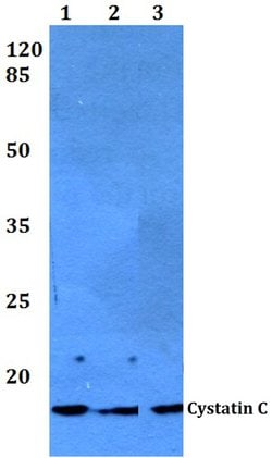 Invitrogen Cystatin C Polyclonal Antibody 100 &mu;L; Unconjugated:Antibodies,