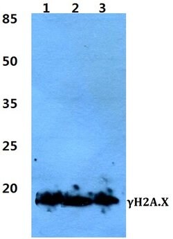 Invitrogen Phospho-Histone H2A.X (Ser139) Polyclonal Antibody 100 &mu;L | Buy Online | Invitrogen&trade; | Fisher Scientific