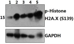Invitrogen Phospho-Histone H2A.X (Ser139) Polyclonal Antibody 100 &mu;L | Buy Online | Invitrogen&trade; | Fisher Scientific