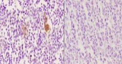 Invitrogen Phospho-Vimentin (Ser56) Polyclonal Antibody 100 &mu;L; Unconjugated:Antibodies,