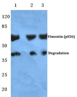 Invitrogen Phospho-Vimentin (Ser56) Polyclonal Antibody 100 &mu;L; Unconjugated:Antibodies,