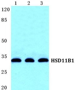 Invitrogen HSD11B1 Polyclonal Antibody 100 &mu;L; Unconjugated:Antibodies,