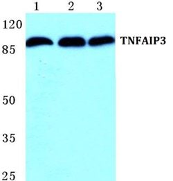 Invitrogen TNFAIP3 Polyclonal Antibody 100 &mu;L; Unconjugated:Antibodies,