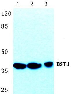 Invitrogen BST-1 Polyclonal Antibody 100 &mu;L; Unconjugated:Antibodies,
