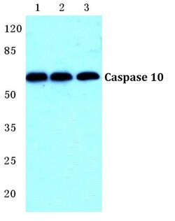 Invitrogen Caspase 10 Polyclonal Antibody 100 &mu;L | Buy Online | Invitrogen&trade; | Fisher Scientific